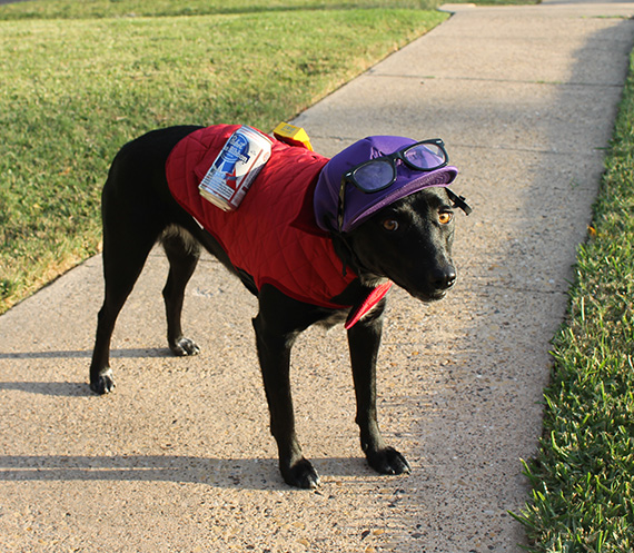 Hipster Halloween Dog Costume I Luna B @ Happy Chapter